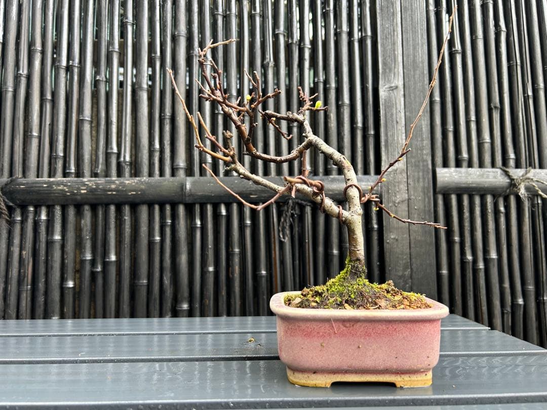 白長寿梅の小品盆栽