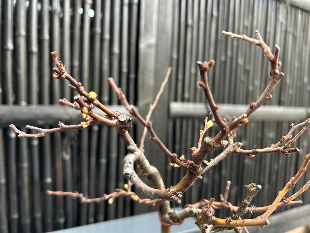 白長寿梅の小品盆栽