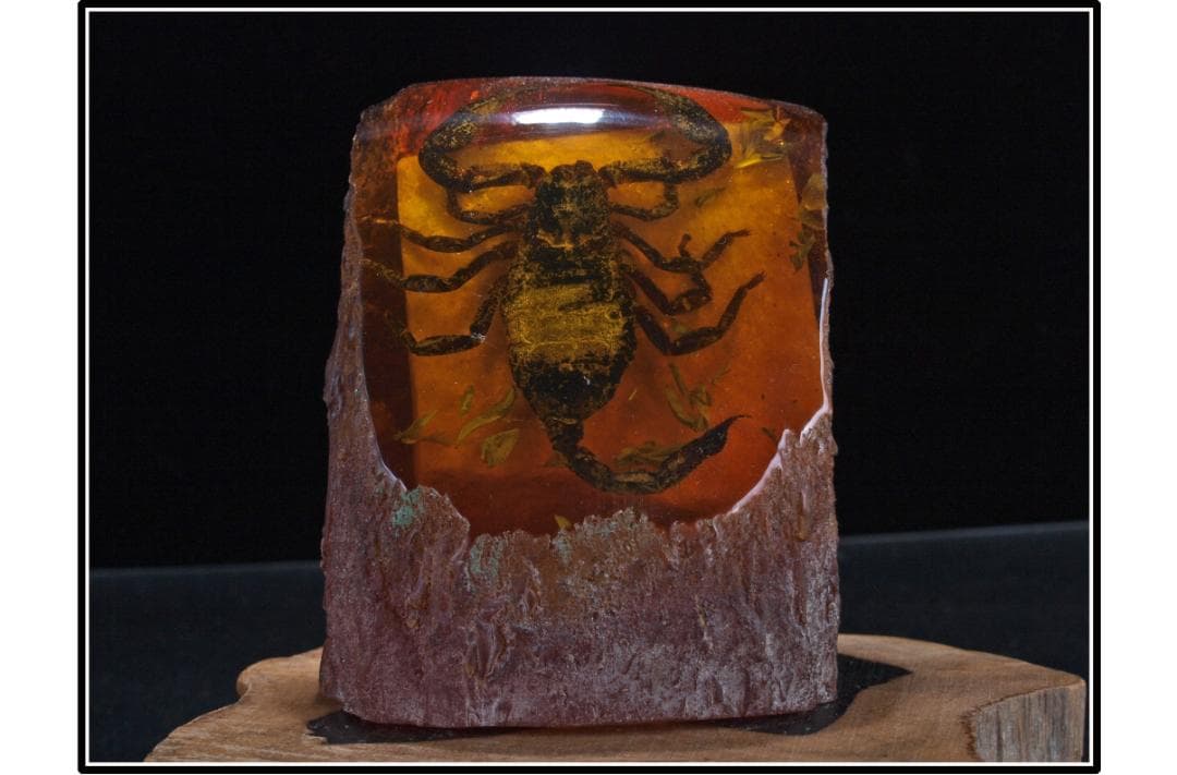 旧家初心だし　中国時代の化石　天然琥珀サソリ※骨董品 DE1663D4-2