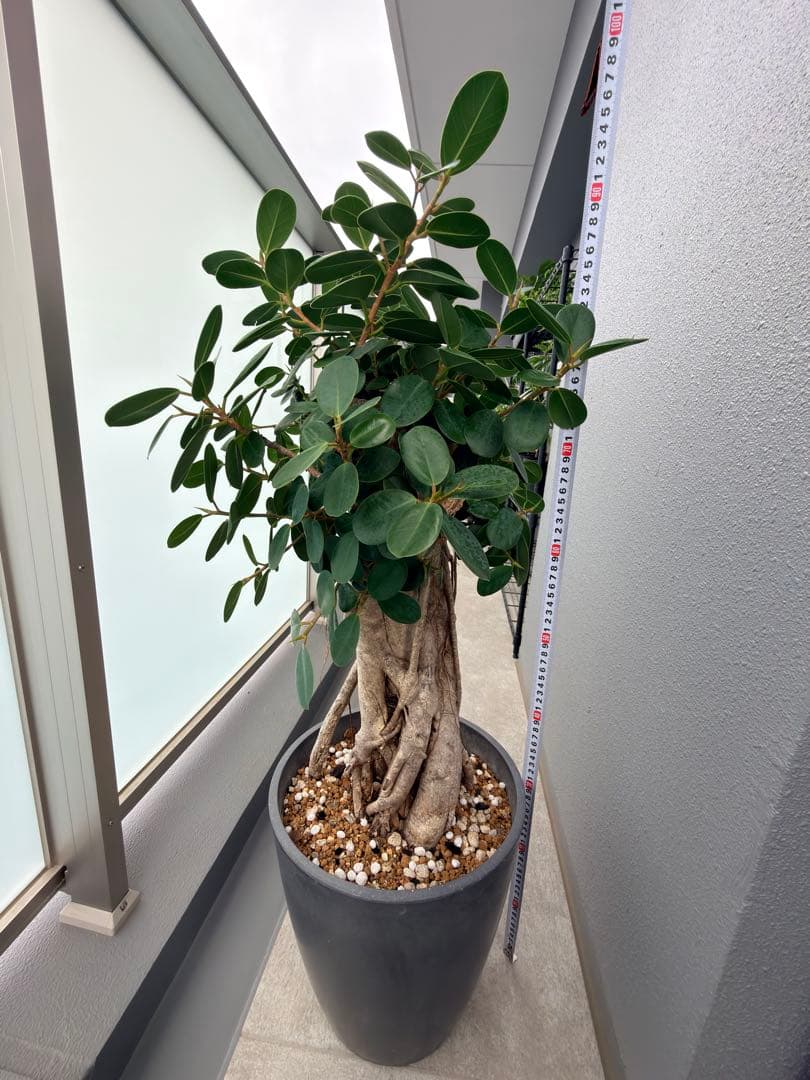 パンダガジュマル