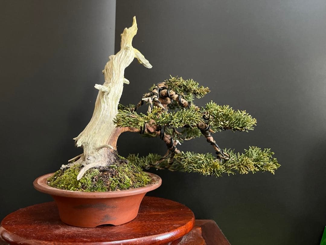 ト*ロ様 オークション出品　真柏盆栽　糸魚川真柏　(検索用　五葉松、黒松、紅葉、