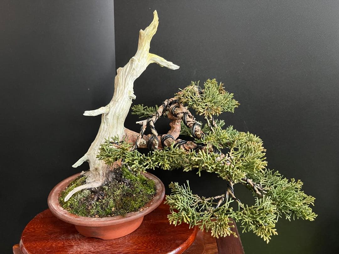 ト*ロ様 オークション出品　真柏盆栽　糸魚川真柏　(検索用　五葉松、黒松、紅葉、