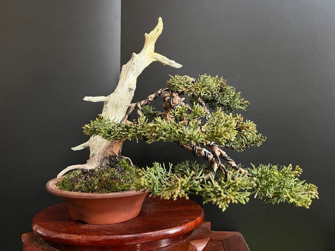 ト*ロ様 オークション出品　真柏盆栽　糸魚川真柏　(検索用　五葉松、黒松、紅葉、