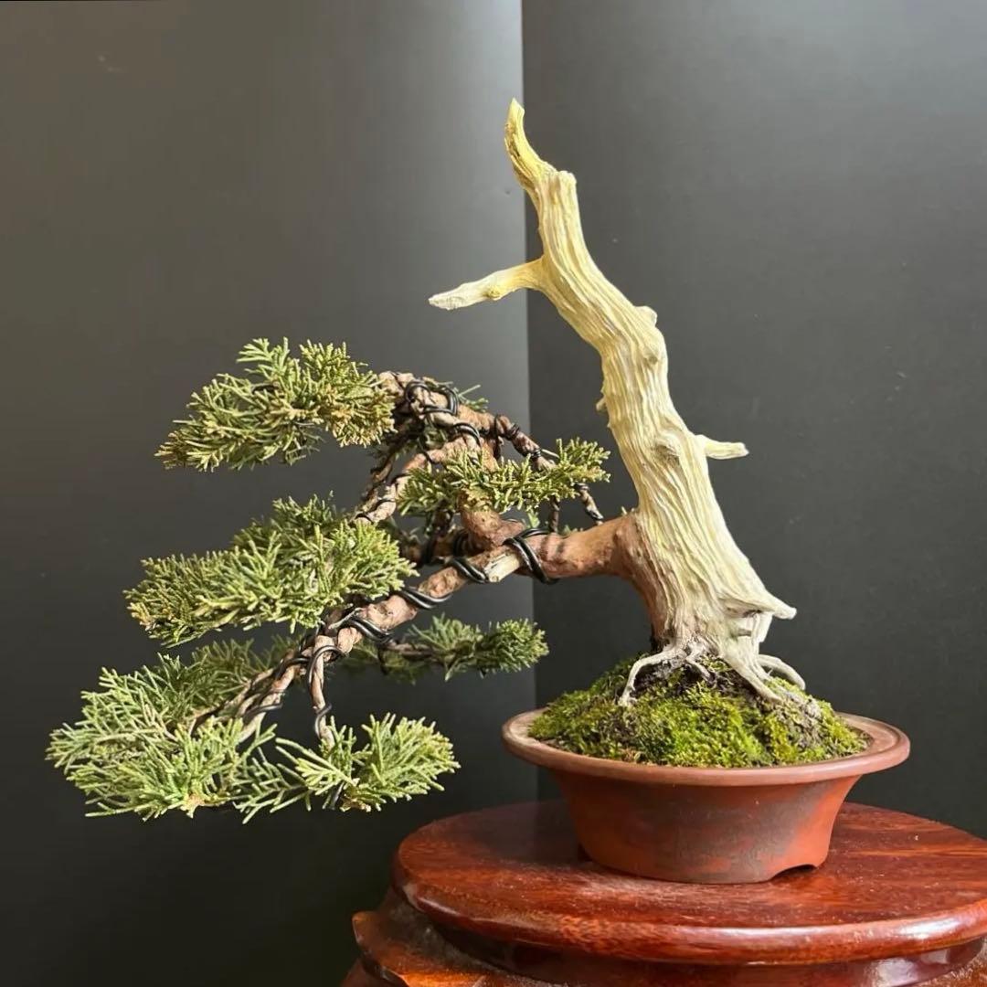 ト*ロ様 オークション出品　真柏盆栽　糸魚川真柏　(検索用　五葉松、黒松、紅葉、