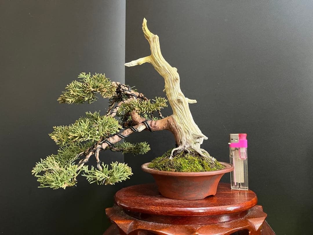 ト*ロ様 オークション出品　真柏盆栽　糸魚川真柏　(検索用　五葉松、黒松、紅葉、