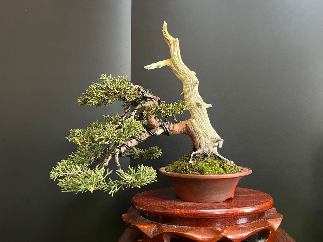 ト*ロ様 オークション出品　真柏盆栽　糸魚川真柏　(検索用　五葉松、黒松、紅葉、