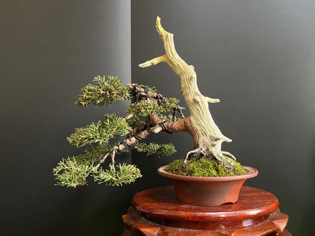ト*ロ様 オークション出品　真柏盆栽　糸魚川真柏　(検索用　五葉松、黒松、紅葉、