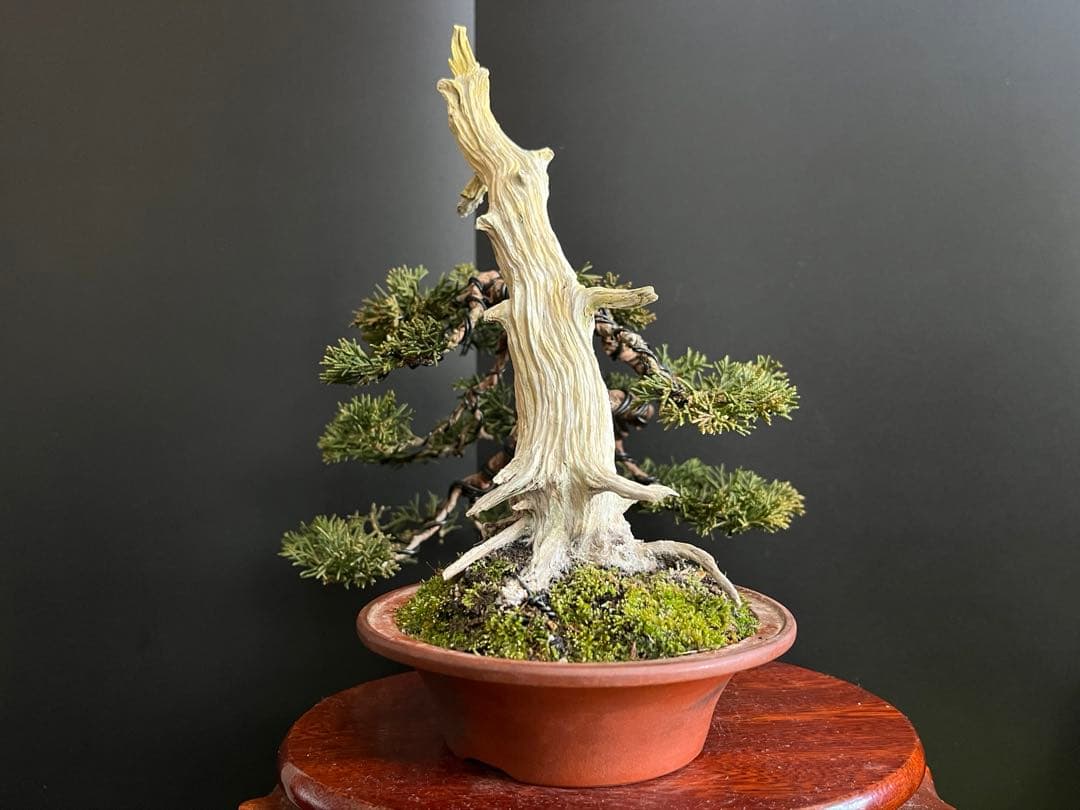 ト*ロ様 オークション出品　真柏盆栽　糸魚川真柏　(検索用　五葉松、黒松、紅葉、