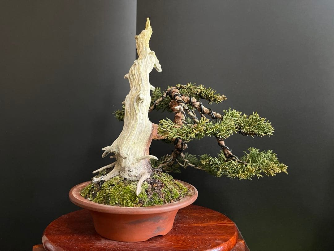 ト*ロ様 オークション出品　真柏盆栽　糸魚川真柏　(検索用　五葉松、黒松、紅葉、