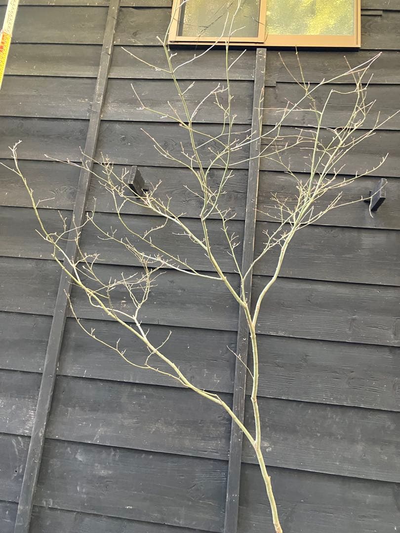 20 山採りイロハモミジ