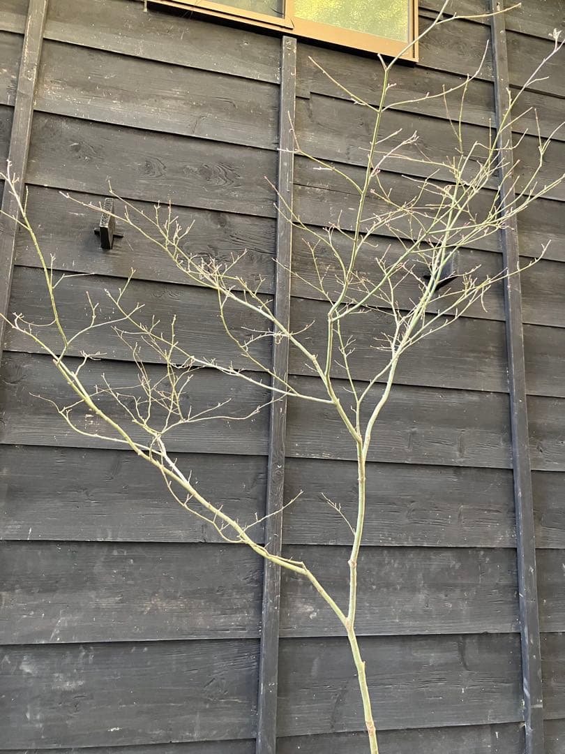 20 山採りイロハモミジ