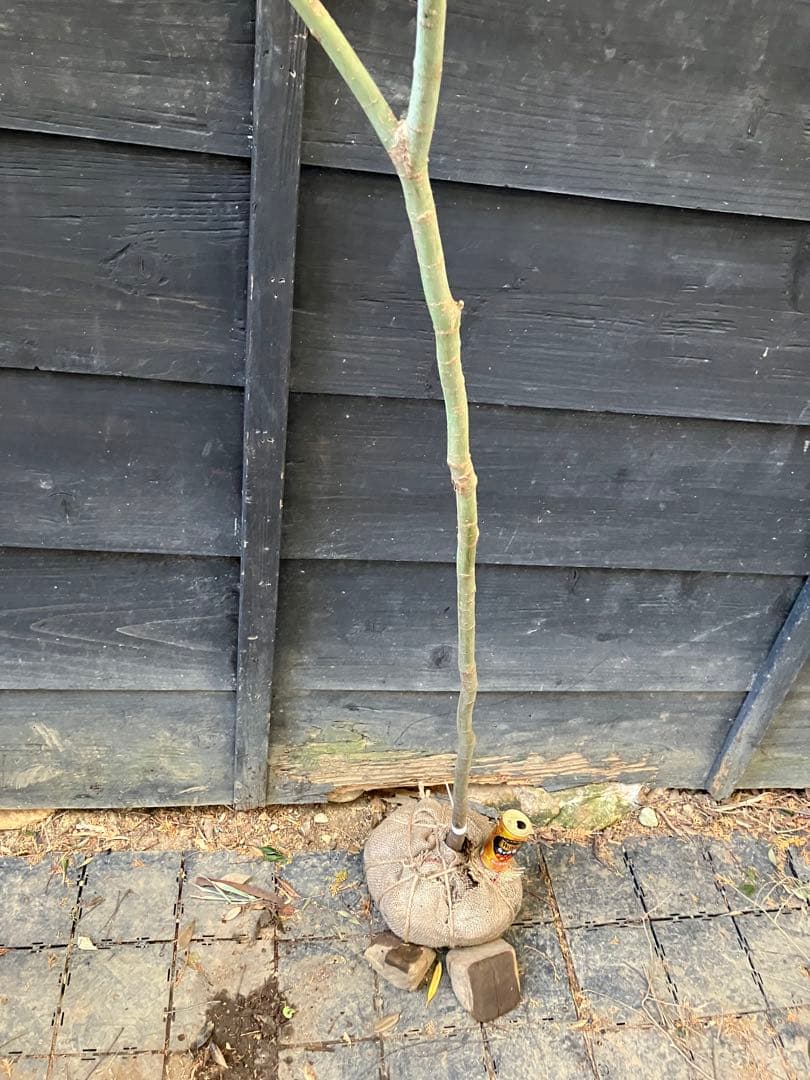 20 山採りイロハモミジ