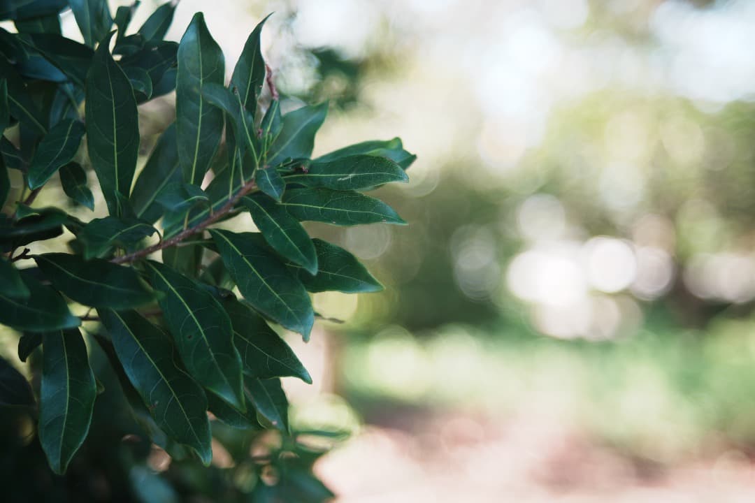 【バブルボケ】 FUJINON 55mm F2.2 M42 563