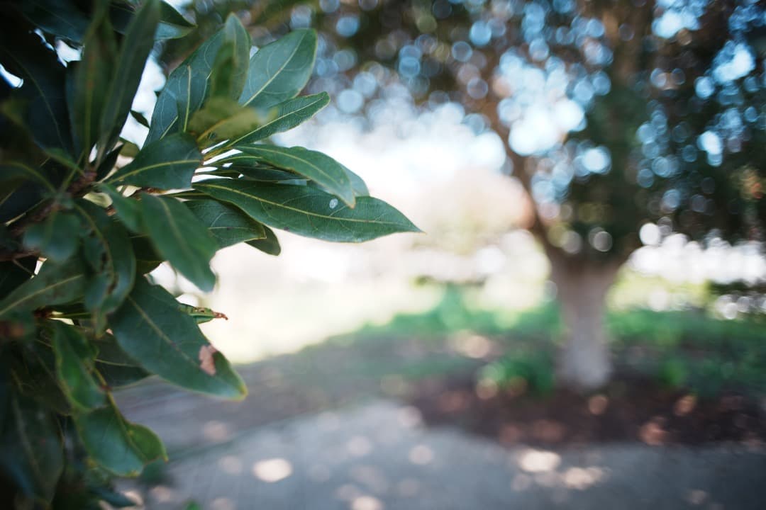 【美品】動作◎ オリンパス Zuiko auto-w 24mm F2.8 930