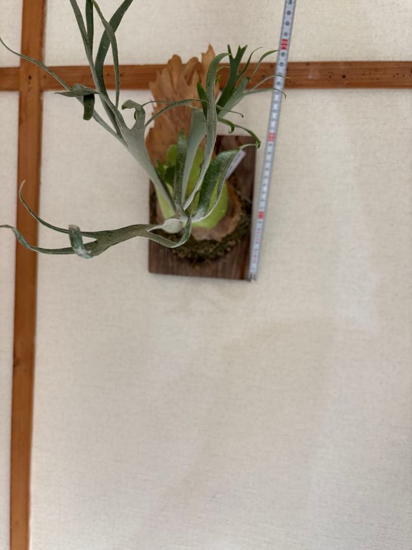 【親株】P.willinckii ' Moonlight '