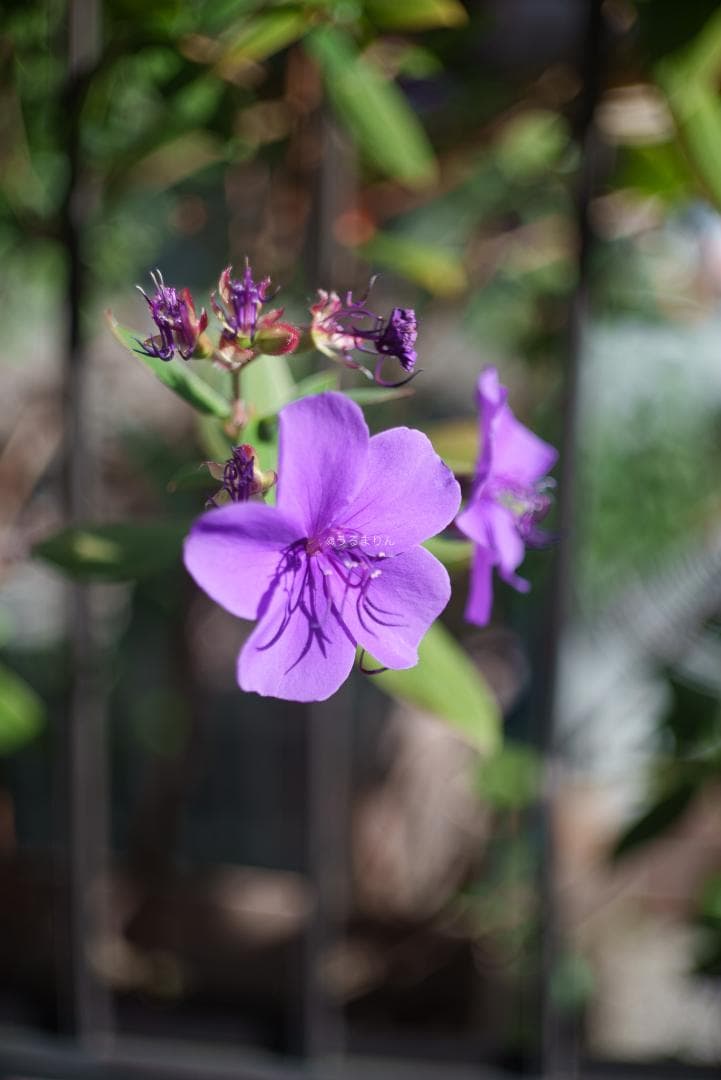 良品！希少トリウムズミクロン最後期！Summicron 50mm F2