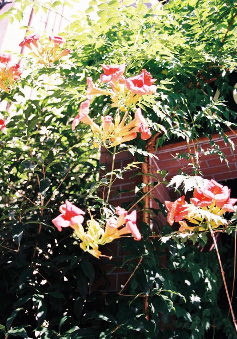 Nikon F4 動作確認済み 使用感少 純正ストラップ、説明書付き 作例あり