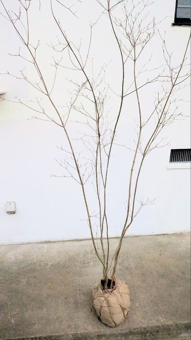 端正。山採りドウダンツツジ。