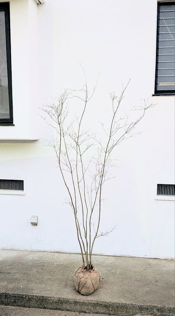 端正。山採りドウダンツツジ。