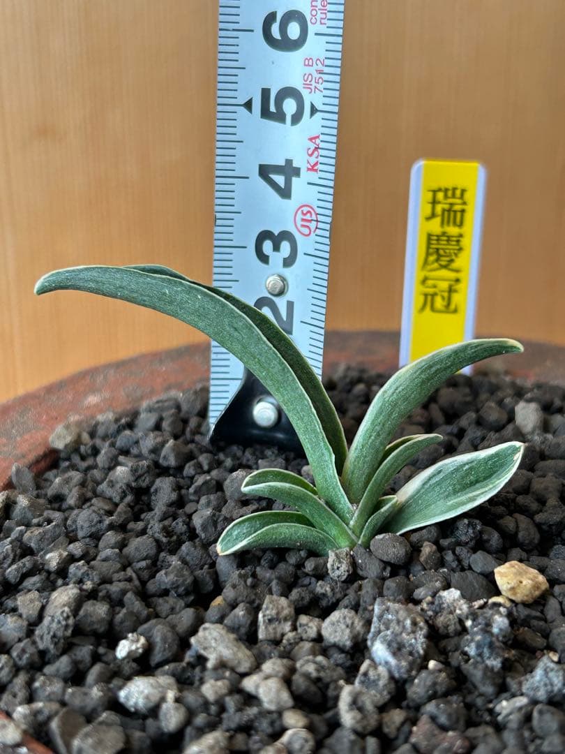 万年青　超希少　瑞慶冠　これからが楽しみな希少な一鉢