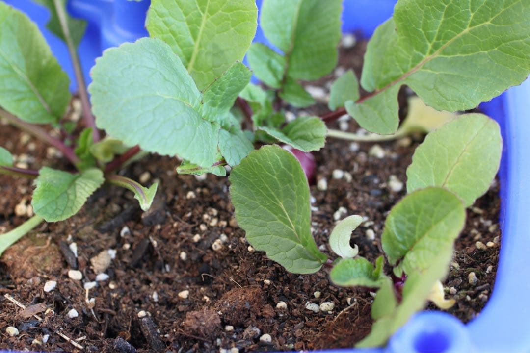 TAMRON SP 60mm F/2 MACRO 55 Di ll Canon用