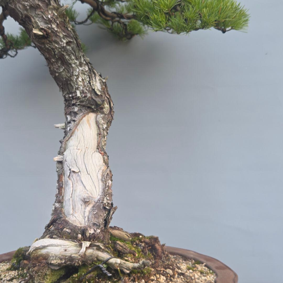 五葉松　[舎利幹斜幹木]　大品盆栽