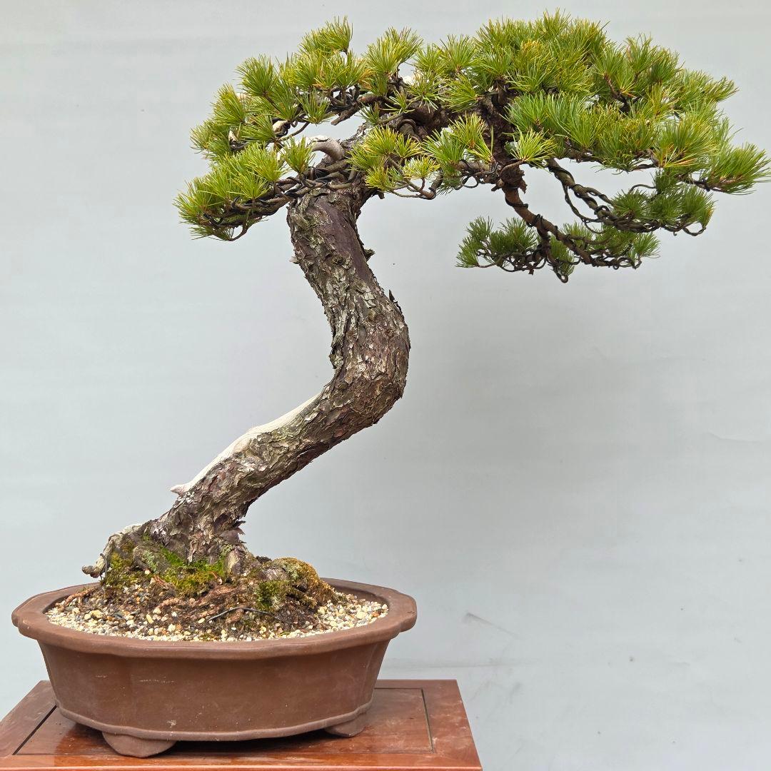 五葉松　[舎利幹斜幹木]　大品盆栽