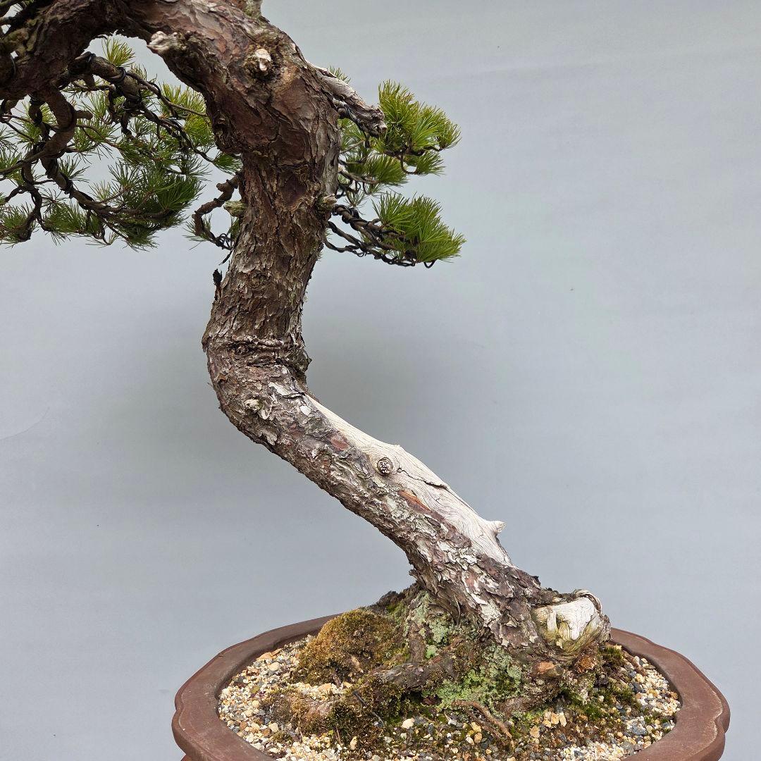 五葉松　[舎利幹斜幹木]　大品盆栽