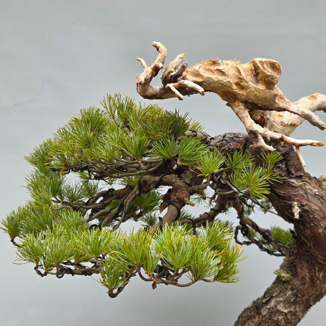 五葉松　[舎利幹斜幹木]　大品盆栽