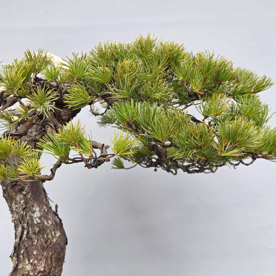 五葉松　[舎利幹斜幹木]　大品盆栽