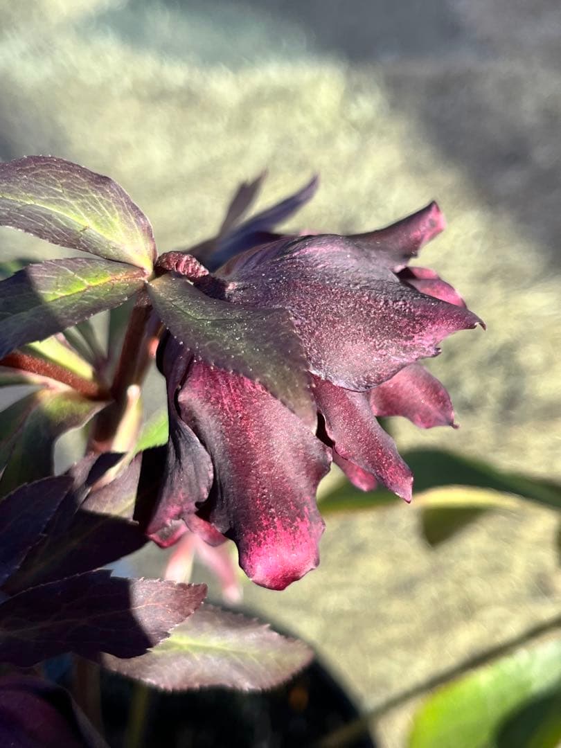 クリスマスローズ　認定タグ付き　ブラックマジック　やや多弁