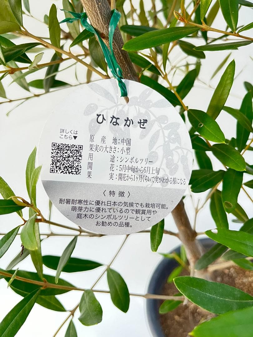 オリーブの木　ひなかぜ　10号　約195cm　NO.878　現品掲載