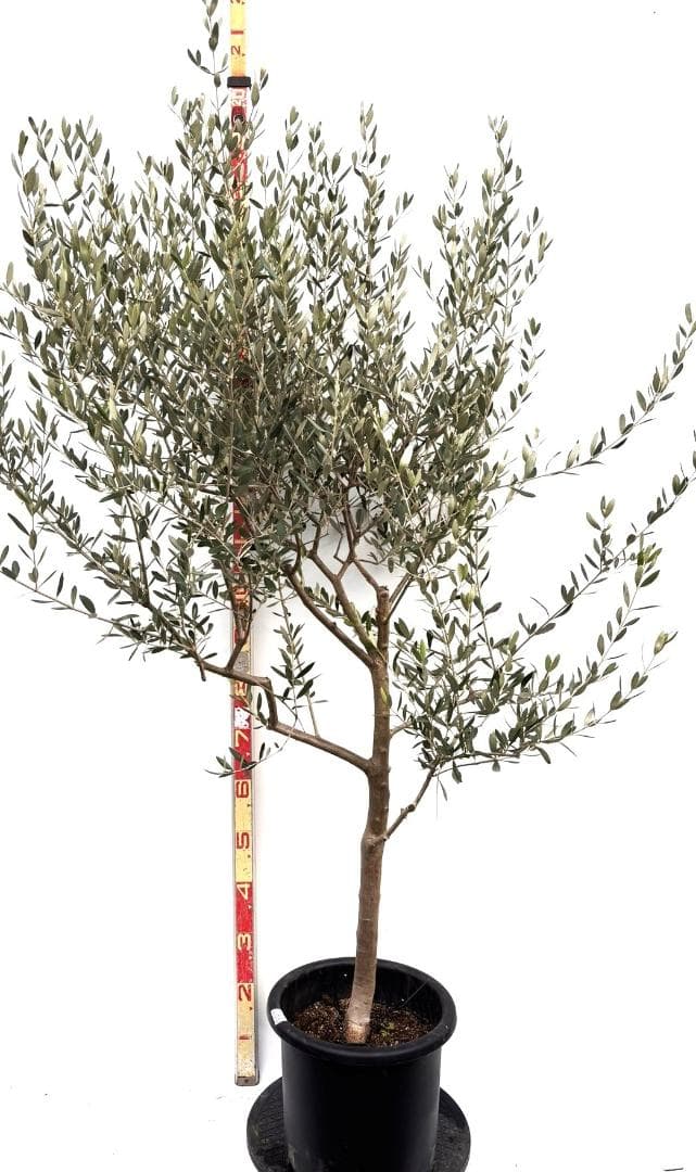 オリーブの木　ルッカ　10号　約180cm　K-286　人気品種　現品掲載