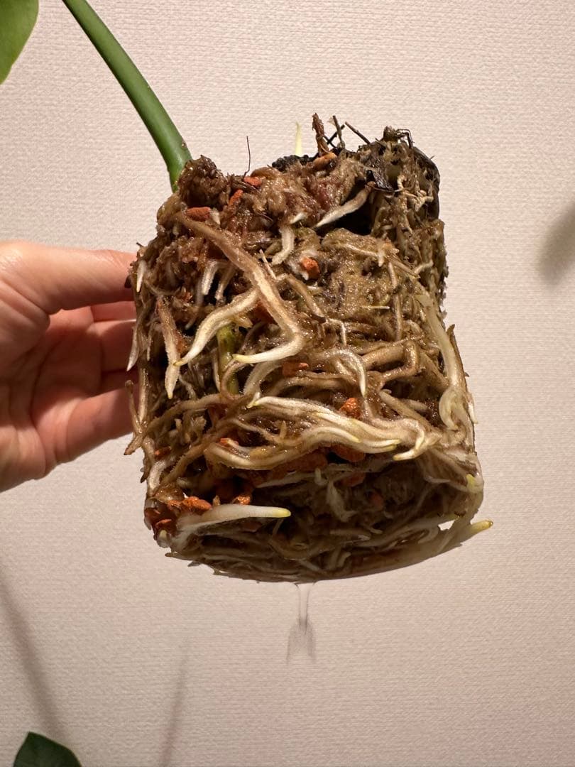 セブブルーミント　モンステラ　しっかり発根済み