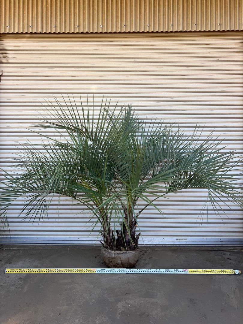 送料込み　ココスヤシ シルバーリーフ　株立ち　形状良　幹極太　現品