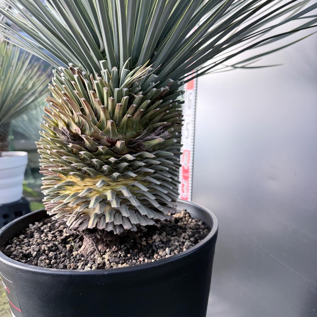 髙*氣様 【AL1133】ユッカ　ロストラータ