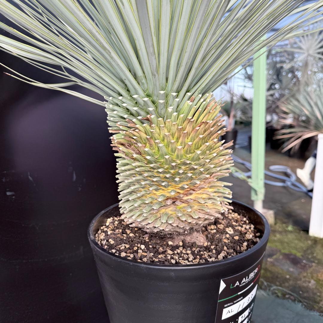 髙*氣様 【AL1133】ユッカ　ロストラータ