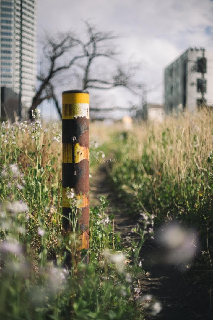 羽瀬川様Super-Takumar 50mm f1.4 前期 オールドレンズ