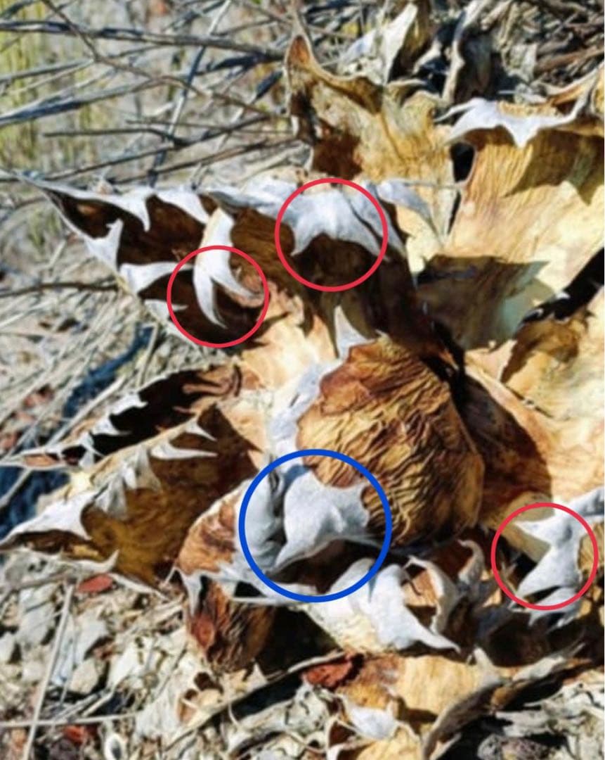 20%offアガベ オテロイ種オアハカ100粒fromルイスcollabウリエル