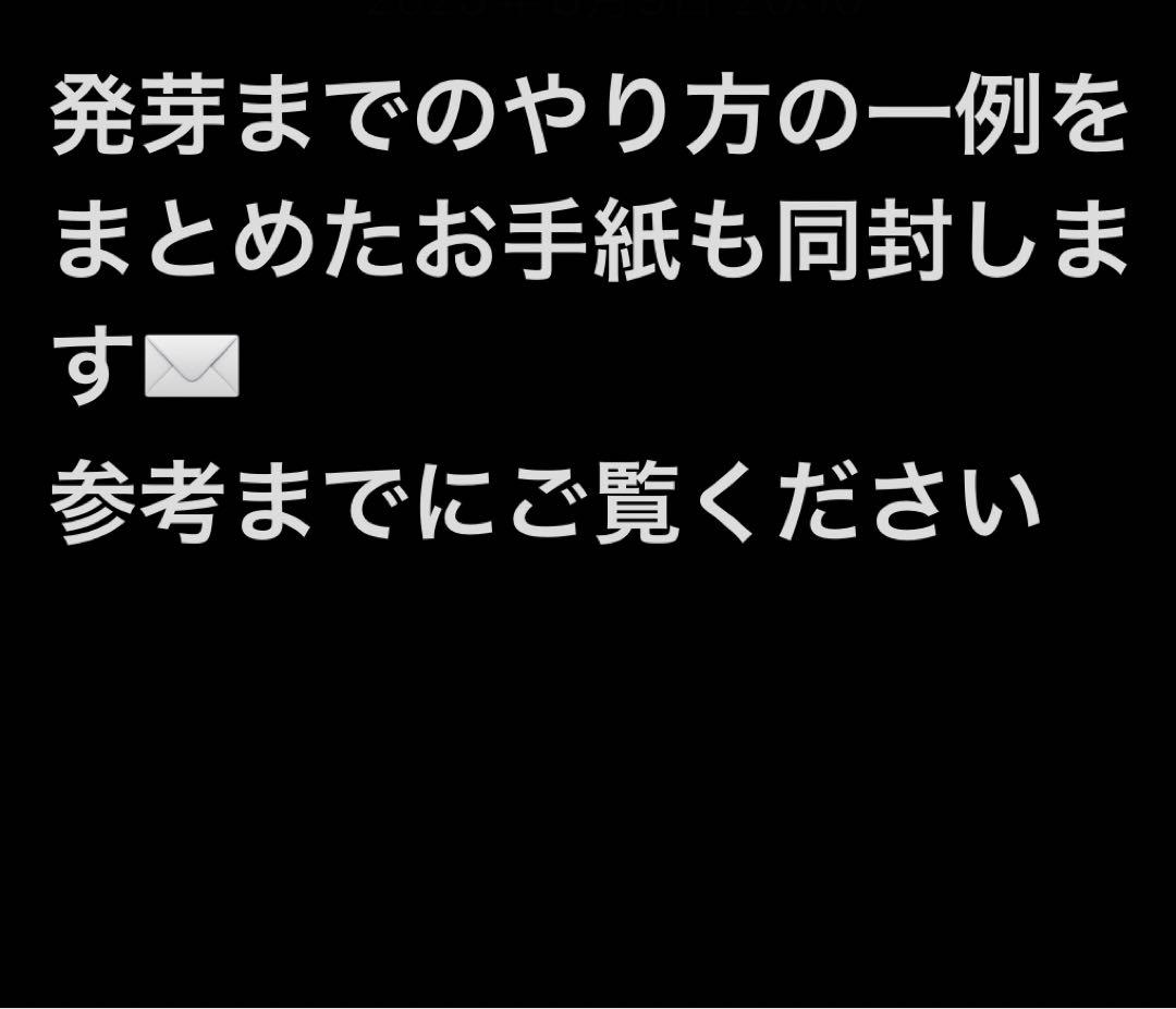 20%offアガベ オテロイ種オアハカ100粒fromルイスcollabウリエル