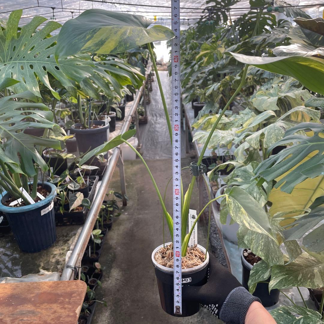 MZ3 モンステラ　イエローマリリン　黄斑入り