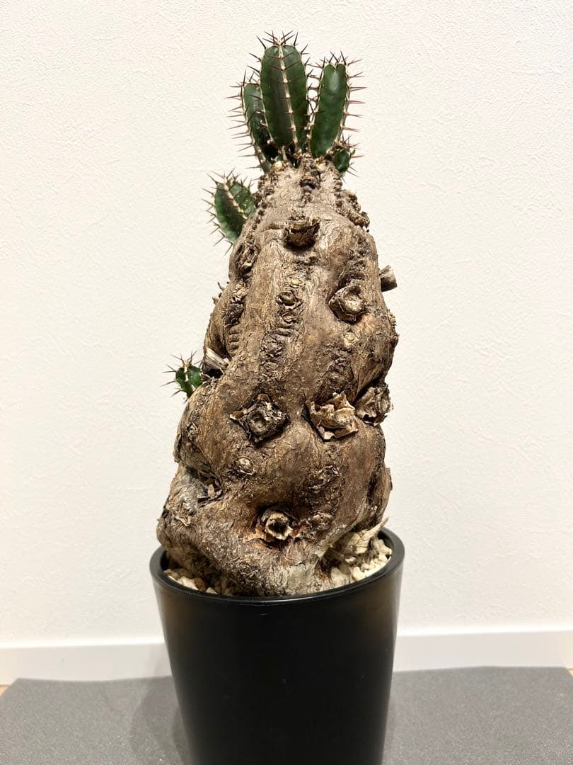 ユーフォルビア　ムランジーナ　発根済み