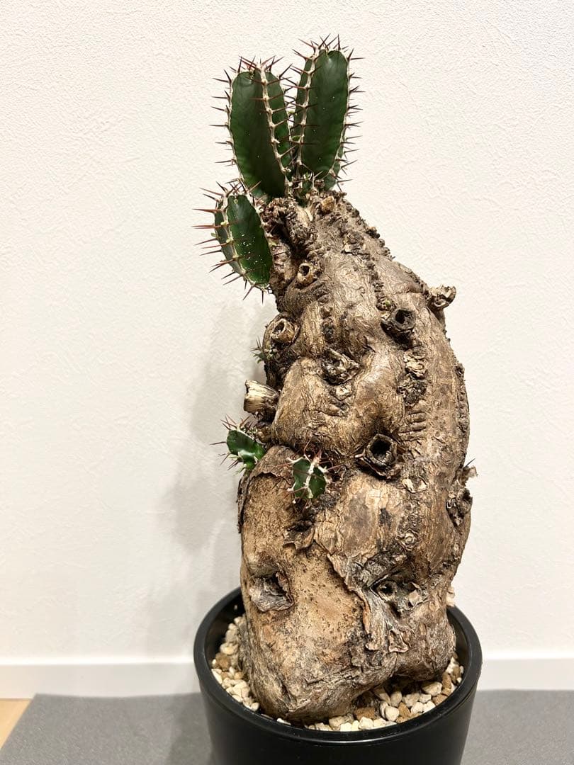 ユーフォルビア　ムランジーナ　発根済み