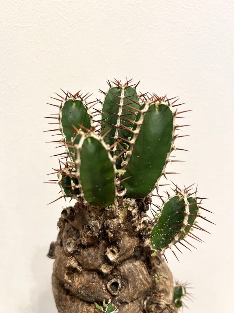 ユーフォルビア　ムランジーナ　発根済み