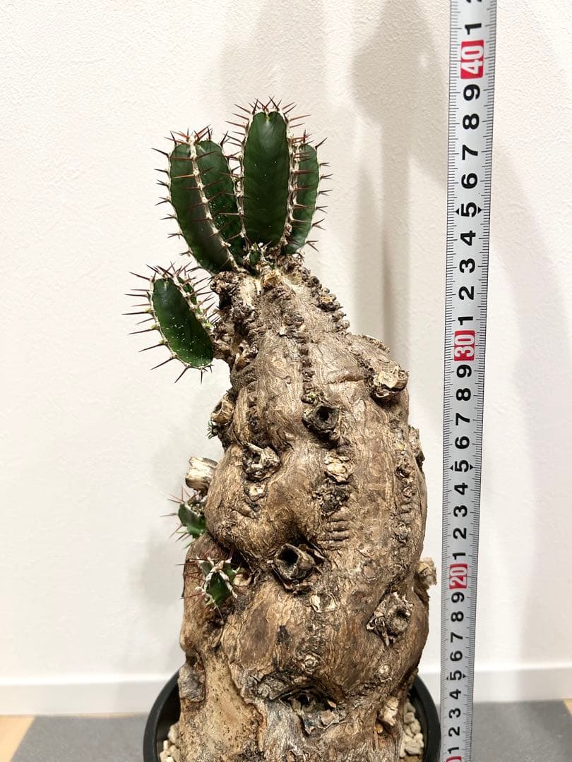 ユーフォルビア　ムランジーナ　発根済み