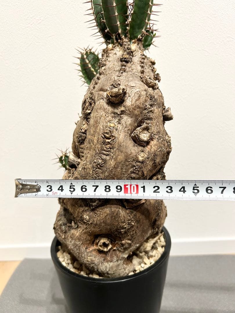 ユーフォルビア　ムランジーナ　発根済み