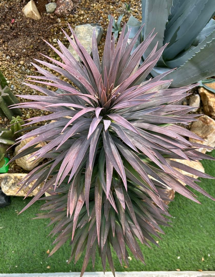 デスメティアーナ　※福岡県内で受け渡しできる方限定