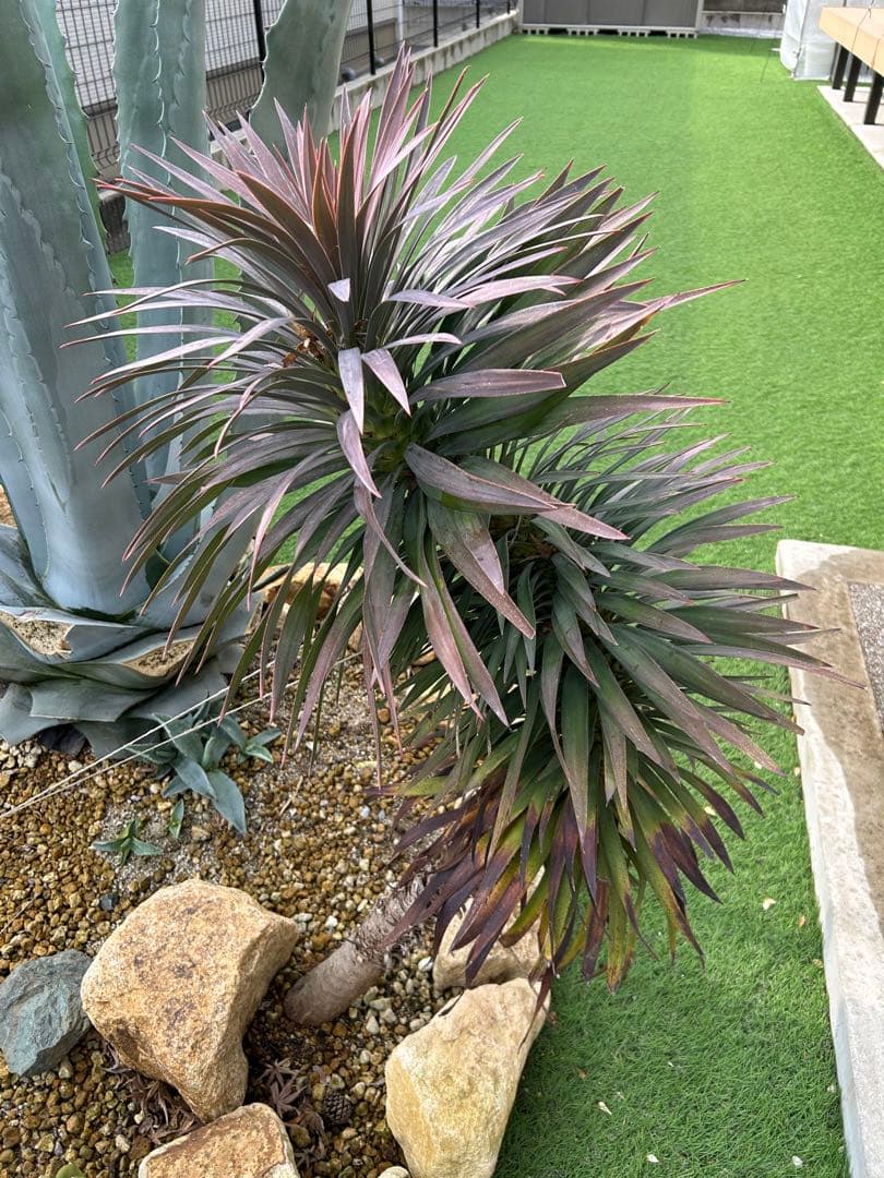 デスメティアーナ　※福岡県内で受け渡しできる方限定