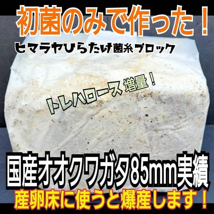 極上！ヒマラヤひらたけ菌糸ブロック【6個】初菌のみ使用！国産オオクワ85ミリ実績