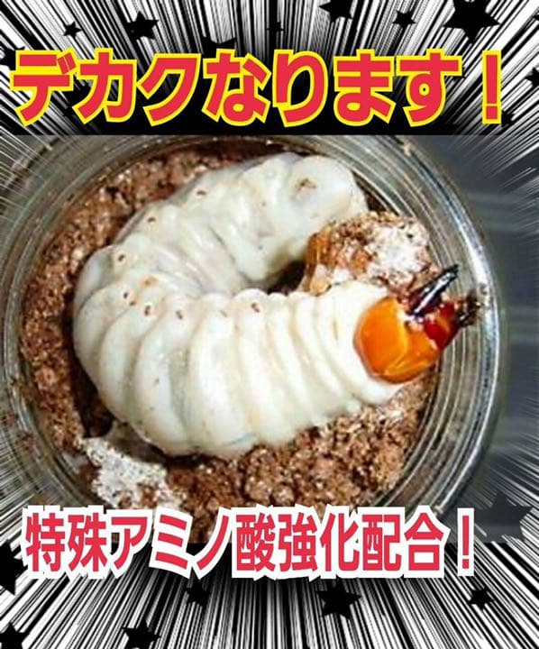 極上！ヒマラヤひらたけ菌糸ブロック【6個】初菌のみ使用！国産オオクワ85ミリ実績